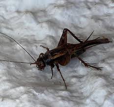 As house crickets typically surface feed, they leave the area roughened from pulling the fibers loose while eating. Crickets Are More Than Just Noisy Insects Local Beatricedailysun Com