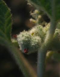 Image result for Chrozophora plicata