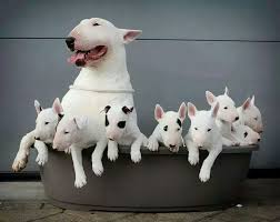 Epingle Sur Gotta Love Cats And Dogs
