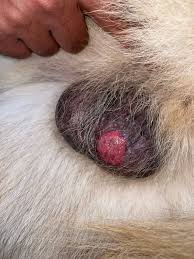 Image result for scrotum dog skin peeling
