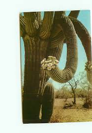 Saguaros are the symbol of the southwest, yet they're mostly found only in one small corner of arizona, where soil conditions. Giant Saguaro Cactus In Bloom State Flower Of Arizona
