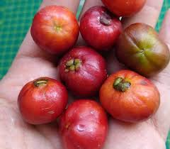 Image result for Eugenia capensis