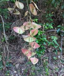 Image result for Illigera pentaphylla