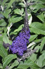 Image result for Buchnera usuiensis