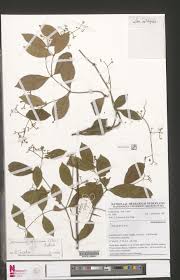 Image result for Secamone africana