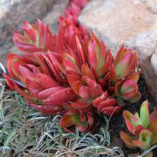 With all types of holiday cactus, you can force blooming at any time of year by lowering the temperature and keeping the plant in complete darkness for a period. 5 Crassulas For Your Waterwise Garden Succulent Plants The Gardener The Gardener