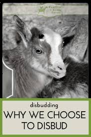 Disbudding Why We Choose To Disbud Feather And Scale Farm Goats Goat Farming Baby Goats
