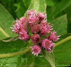 Image result for Brachyachne fulva