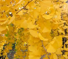 Check spelling or type a new query. Ginkgo Or Maidenhair Tree Home Garden Information Center