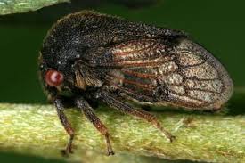 Image result for Oxyrhachis