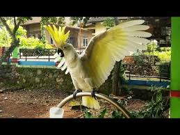 Lihat juga resep gulai asam kakak tua enak lainnya. Kasih Makan Burung Kakak Tua Suara Kaya Setan Youtube