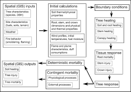 And hunt, e.r., jr., 1993. Tree Injury And Mortality In Fires Developing Process Based Models Fire Ecology Full Text