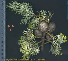 Image result for Cupressus arizonica