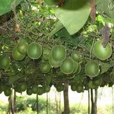 Us farm 15 seeds fresh organic sweet and very rare pomelo, grapefruit tree. High Quality Fresh Fruit Plants Seeds Monk Fruit Seeds For Sale Buy Plant Watermelon Seeds Strawberry Seeds Plants Seeds And Plants Product On Alibaba Com