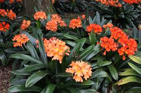 These pests are controlled using an appropriate molluscicide, both pellet. Clivia Miniata