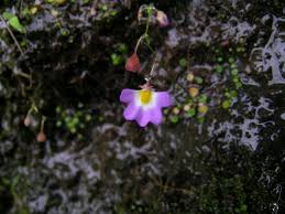 Image result for Utricularia striatula
