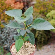 Image result for Ficus barteri