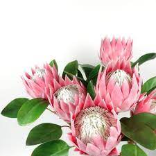 Big Size Protea King Flower Bloom In Pink 65cmh Australian Native Artificial Flowers Home Party Decor Diy Flower Arranging Artificial Flowers Flower Arrangements Diy Bloom