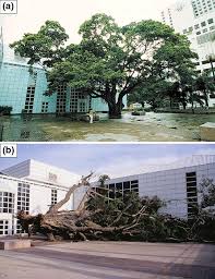 Grade changes can be damaging to trees, with as little as 2 inches of ill soil over the. Resolving Intractable Soil Constraints In Urban Forestry Through Research Practice Synergy Springerlink