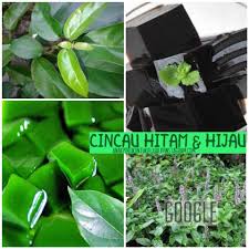Jump to navigation jump to search pokok cincau pengelasan saintifik alam: Facebook