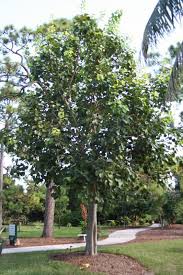 Image result for Ficus religiosa