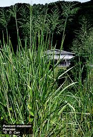 Image result for Panicum schinzii