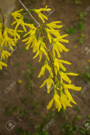 Forsythia is an excellent choice for those in more southern areas. Forsythia A Garden Shrub Blooming With Beautiful Yellow Flowers Stock Photo Picture And Royalty Free Image Image 123553387