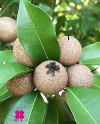 Image result for Manilkara