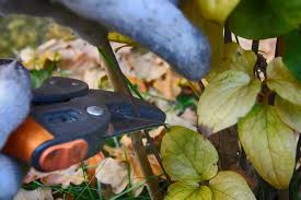 We did not find results for: How To Take Clematis Cuttings Pyracantha Co Uk