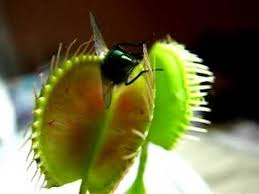 Free for commercial use no attribution required high quality images. Venus Flytrap Eating A Fly Alive Youtube