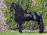Friesian Horse