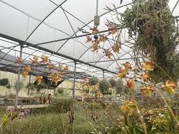 Image result for Ormocarpum schliebenii