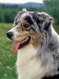They'd likely choose livestock in the yard to herd as well, but other pets. Australian Shepherd Breed Information
