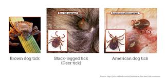 Jan 20, 2017 · you can tell fleas apart from dry skin easily: Guide To Fleas Ticks And Your Dog Total Dog Company