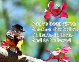 Birds That Look Like Baltimore Orioles Baltimore Oriole Bird Perched On Tree Blossoms With A Quote You Ve Been Given Another Day To Live To Learn Baltimore Orioles Birds Oriole Bird Learn To Love