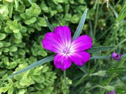 Image result for Agrostemma githago