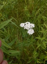 Check spelling or type a new query. Help To Identify White Flower Plant 576306 Ask Extension