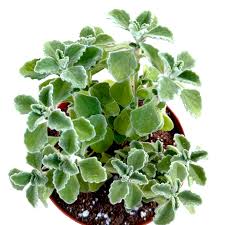 Image result for Plectranthus elegans