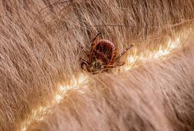 Image result for infected tick bite