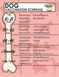 distemper vaccine schedule examples and forms