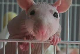 How do rats get in? How To Breed Healthy Hairless Rats Sphynx Rats Pethelpful