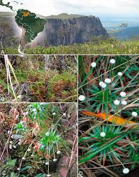 Image result for Syngonanthus longibracteatus