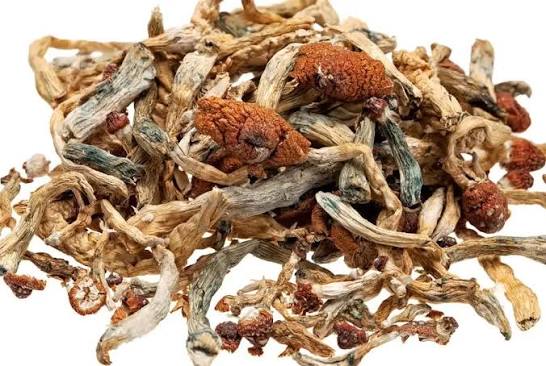 Psilocybin - Alcohol and Drug Foundation