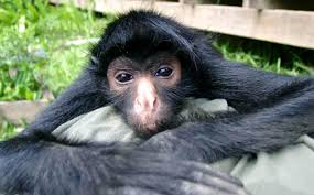 Animal Rehab In The Amazon Rainforest Peru Projects Abroad