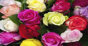 à¤¹à¤° à¤° à¤— à¤• à¤— à¤² à¤¬ à¤¹ à¤…à¤²à¤— à¤œ à¤¨ à¤• à¤¨ à¤¸ à¤— à¤² à¤¬ à¤¸ à¤¹ à¤¤ à¤¹ à¤• à¤¸ emotion à¤• à¤‡à¤œà¤¹ à¤° celebrate rose day with these colored roses à¤¹à¤° à¤° à¤— à¤• à¤— à¤² à¤¬ à¤¹ à¤…à¤²à¤— à¤œ à¤¨ à¤• à¤¨ à¤¸ à¤— à¤² à¤¬ à¤¸ à¤¹ à¤¤ à¤¹ à¤• à¤¸ emotion à¤• à¤‡à¤œà¤¹ à¤° celebrate rose day with these colored roses