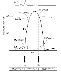 Normal Circulation And Congestive Heart Failure