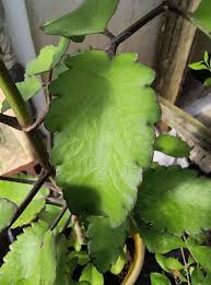 Image result for Kalanchoe pinnata