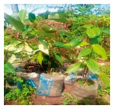 Image result for Parquetina calophylla