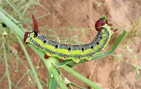 Image result for Stigmella prunetorum