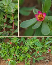 Image result for Portulaca quadrifida